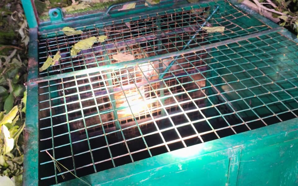 जोंडला, अगस्त्यमुनि के समीप गुलदार का सफल रेस्क्यू, क्षेत्रवासियों ने ली राहत की सांस